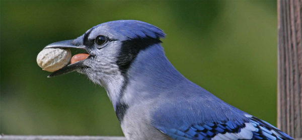 Blue Jays and Pregnant Women